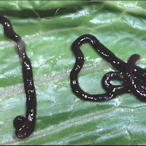 thumbnail for publication: Land Planarians, Bipalium kewense Moseley and Dolichoplana striata Moseley (Tricladida: Terricola)